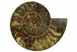 Cut & Polished, Agatized Ammonite Fossil - Madagascar #317506-1